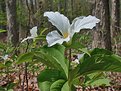 Picture Title - Trillium