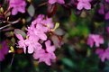 Picture Title - Purple blossoms