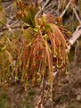 Picture Title - Macro photo of very young leaves and male flowers of a maple.