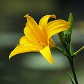 Picture Title - Yellow Flower
