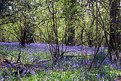 Picture Title - Bluebells