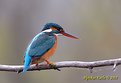 Picture Title - Kingfisher II