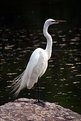 Picture Title - Looking for lunch