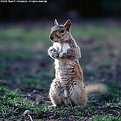 Picture Title - Will pose for nuts...