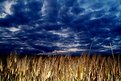 Picture Title - Wheat Field