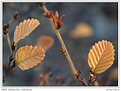 Picture Title - Fagus