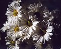 Picture Title - Daisy's