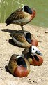 Picture Title - Ducks in a row