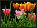 Picture Title - Last garden tulips