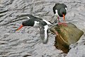 Picture Title - Oyster catcher in flight