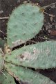 Picture Title - old cactus