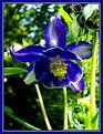 Picture Title - Aquilegia vulgaris