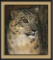 Picture Title - Snow Leopard