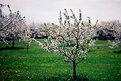 Picture Title - Singled Out