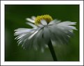 Picture Title - Flower