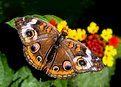 Picture Title - Butterfly-9