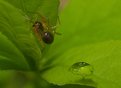 Picture Title - The spiders morning bath