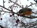 Picture Title - Hungry Robin