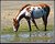 Dappled Horse Drinking!