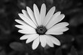 Picture Title - Flower Macro BW 