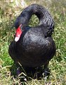 Picture Title - Black Swan