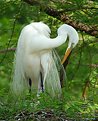 Picture Title - Great Egret