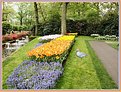 Picture Title - tulips \keukenhof