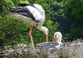 Picture Title - A stork's nest