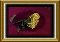 Picture Title - Death of a Rose