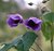 Abutilon vitifolium Wild forest