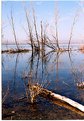 Picture Title - Spring Reflections 3