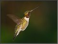 Ruby-throated Hummingbird-Male