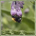 Picture Title - Bee