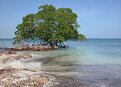 Picture Title - Mangrove