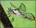 Picture Title - Great Blue Skimmer-Female