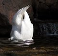 Picture Title - Swan 'duck'