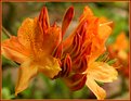 Picture Title - orange rhododendron