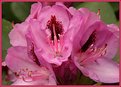 Picture Title - pink rhododendron