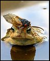 Picture Title - Cicadas? I Dont see no Stinkin Cicadas