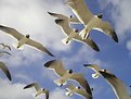 Picture Title - Sky of Gulls