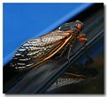Picture Title - Mustang Cicada