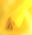 Picture Title - Yellow - Tulip