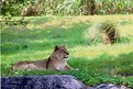 Picture Title - Lioness at rest