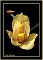 Picture Title - Yellow Orchid (s1567)