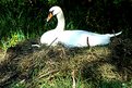 Picture Title - The nesting swan