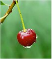 Picture Title - Red cherry.