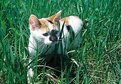Picture Title - Frolic