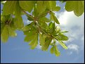 Picture Title - Under the almond tree