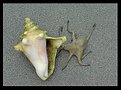 Picture Title - Octapus and shell