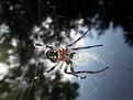 Picture Title - Spider over water